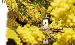 Mimosa & Cardamom Cologne