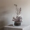 Sukkulent glasvase